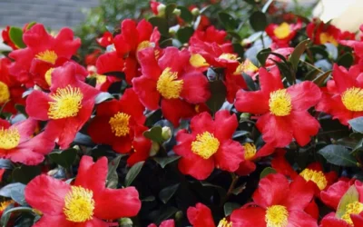 Yuletide Camellia Sasanqua - 1 Gallon Pot -Chaste Tree World Camellia Yuletide 34 2