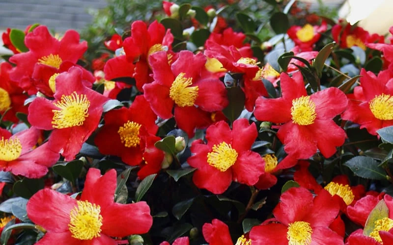 Yuletide Camellia Sasanqua - 6 Pack Of 1 Gallon Pots 6 Yuletide Camellia Sasanqua - 6 Pack Of 1 Gallon Pots - Image 6