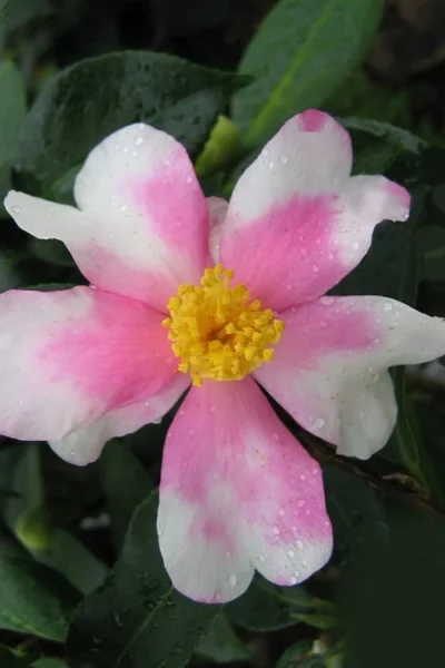 Yume Camellia Sasanqua - 3 Gallon Pot -Chaste Tree World Camellia Yume 2