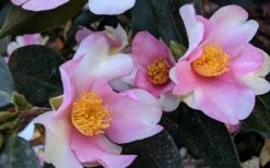 Yume Camellia Sasanqua - 3 Gallon Pot -Chaste Tree World Camellia Yume 5
