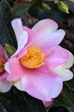 Yume Camellia Sasanqua - 3 Gallon Pot -Chaste Tree World Camellia Yume 7