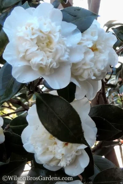 Fifth Avenue White Camellia Japonica - 3 Gallon Pot -Chaste Tree World Camellia fifth avenue 20
