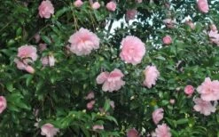 Cotton Candy Camellia Sasanqua - 1 Gallon Pot -Chaste Tree World CamelliaCottonCandy 2 1