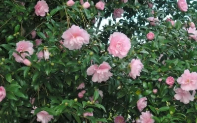 Cotton Candy Camellia Sasanqua - 3 Gallon Pot 8 Cotton Candy Camellia Sasanqua - 3 Gallon Pot -Chaste Tree World CamelliaCottonCandy 2 2
