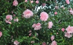 Cotton Candy Camellia Sasanqua - 6 Pack Of 1 Gallon Pots -Chaste Tree World CamelliaCottonCandy 2 3