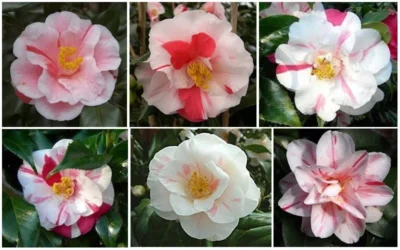 Lady Vansittart Multicolor Camellia Japonica - 2 Gallon Pot -Chaste Tree World CamelliaLadyVasittart 2 2