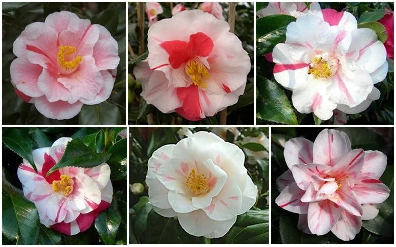 Lady Vansittart Multicolor Camellia Japonica - 3 Gallon Pot 6 Lady Vansittart Multicolor Camellia Japonica - 3 Gallon Pot - Image 6