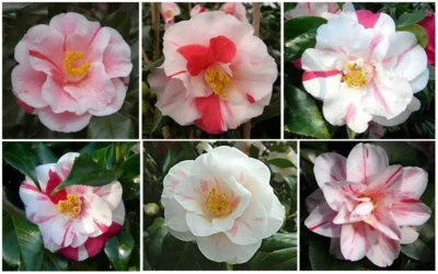 Lady Vansittart Multicolor Camellia Japonica - 6 Pack Of 1 Gallon Pots 12 Lady Vansittart Multicolor Camellia Japonica - 6 Pack Of 1 Gallon Pots -Chaste Tree World CamelliaLadyVasittart 2