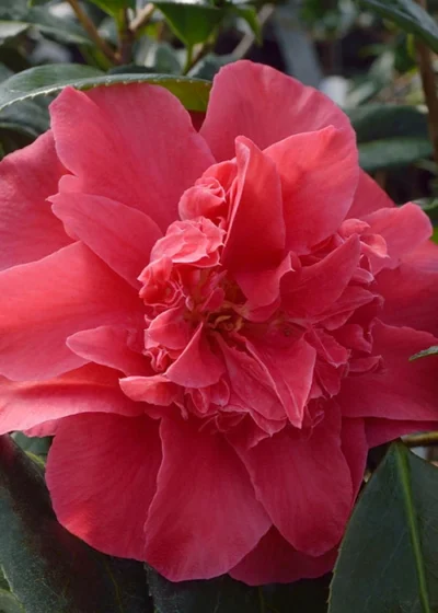 Laura Walker Camellia Japonica - 1 Gallon Pot 11 Laura Walker Camellia Japonica - 1 Gallon Pot -Chaste Tree World Camillia Laura Walker