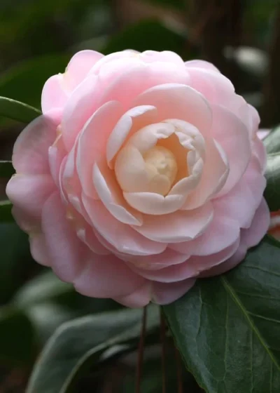 Pink Perfection Camellia Japonica - 6 Pack Of 1 Gallon Pots 11 Pink Perfection Camellia Japonica - 6 Pack Of 1 Gallon Pots -Chaste Tree World Camillia Pink Perfection 2