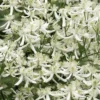 Sweet Autumn Clematis Terniflora - 3 Gallon Pot