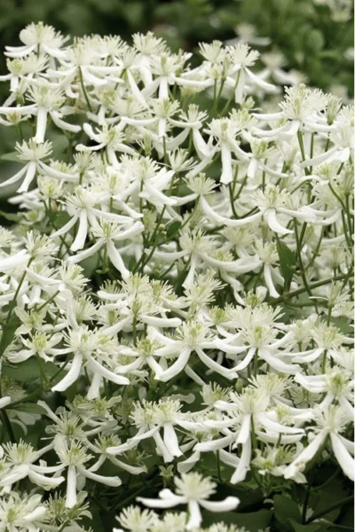 Sweet Autumn Clematis Terniflora - 3 Gallon Pot