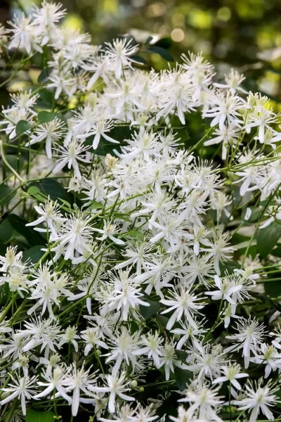 Sweet Autumn Clematis Terniflora - 3 Gallon Pot -Chaste Tree World Clematis Sweet Autumn 2