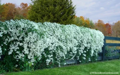 Sweet Autumn Clematis Terniflora - 3 Gallon Pot -Chaste Tree World Clematis Sweet Autumn 6