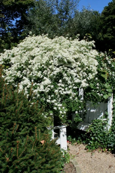 Sweet Autumn Clematis Terniflora - 3 Gallon Pot -Chaste Tree World Clematis Sweet Autumn 7