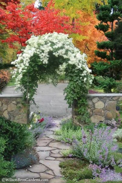 Sweet Autumn Clematis Terniflora - 3 Gallon Pot -Chaste Tree World Clematis Sweet Autumn 8