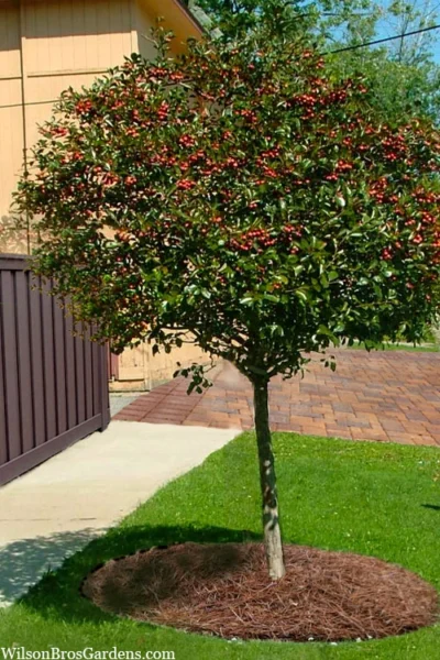 Mayhaw Tree (Crataegus Astivalis) - 5 Gallon Pot -Chaste Tree World Crataegus aestivalis eastern mayhaw tree 10
