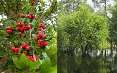 Mayhaw Tree (Crataegus Astivalis) - 5 Gallon Pot -Chaste Tree World Crataegus aestivalis eastern mayhaw tree 4