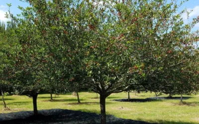 Mayhaw Tree (Crataegus Astivalis) - 5 Gallon Pot -Chaste Tree World Crataegus aestivalis eastern mayhaw tree 5