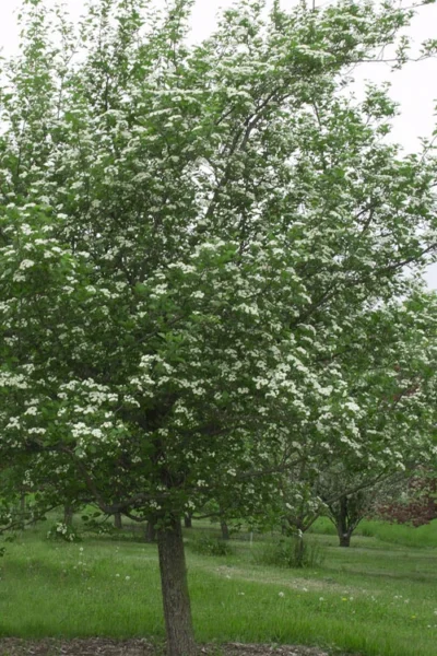 Mayhaw Tree (Crataegus Astivalis) - 5 Gallon Pot -Chaste Tree World Crataegus aestivalis eastern mayhaw tree 9