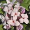 Eternal Fragrance Pink Summer Daphne - Daphne X Transatlantica 'BLAFRA' - 1 Gallon Pot