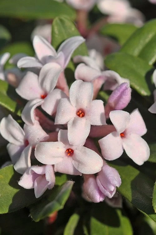 Eternal Fragrance Pink Summer Daphne - Daphne X Transatlantica 'BLAFRA' - 3 Gallon Pot 1 Eternal Fragrance Pink Summer Daphne - Daphne X Transatlantica 'BLAFRA' - 3 Gallon Pot