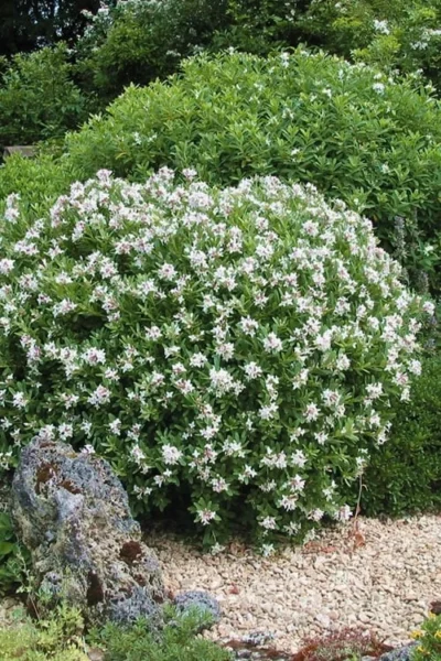 Eternal Fragrance Pink Summer Daphne - Daphne X Transatlantica 'BLAFRA' - 3 Gallon Pot 9 Eternal Fragrance Pink Summer Daphne - Daphne X Transatlantica 'BLAFRA' - 3 Gallon Pot -Chaste Tree World Daphne Eternal Fragrance 5 2