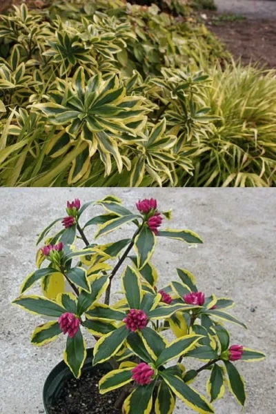 Maejima Variegated Pink Winter Daphne - 2 Gallon Pot -Chaste Tree World Daphne Odora Maejima 2 500x750 1