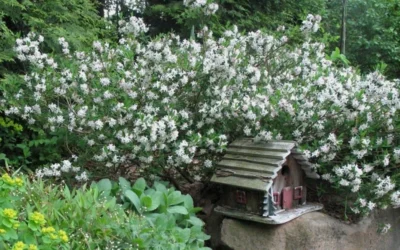 Summer Ice Daphne - 2 Gallon Pot 8 Summer Ice Daphne - 2 Gallon Pot -Chaste Tree World Daphne Summer Ice 4 1