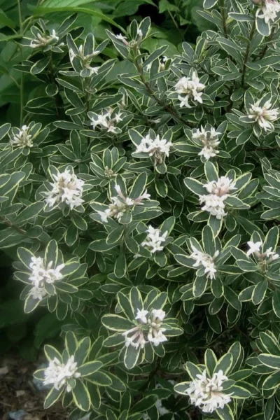 Summer Ice Daphne - 5 Gallon Pot -Chaste Tree World Daphne Summer Ice 6 2