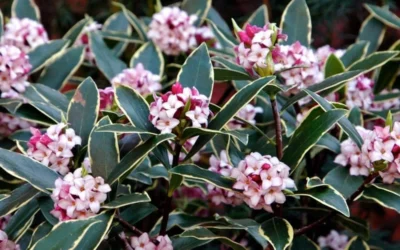 Variegated Pink Winter Daphne - 1 Gallon Pot -Chaste Tree World Daphne odora Aureo Marginata 1