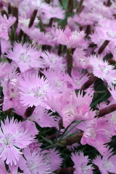 Bath's Pink Dianthus - 5 Pack Of Quart Pots -Chaste Tree World Dianthus Baths Pink 10