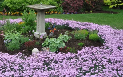 Bath's Pink Dianthus - 5 Pack Of Quart Pots 11 Bath's Pink Dianthus - 5 Pack Of Quart Pots -Chaste Tree World Dianthus Baths Pink 7 1