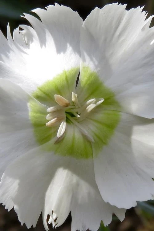 Charles Musgrave White Dianthus - 1 Gallon Pot 1 Charles Musgrave White Dianthus - 1 Gallon Pot