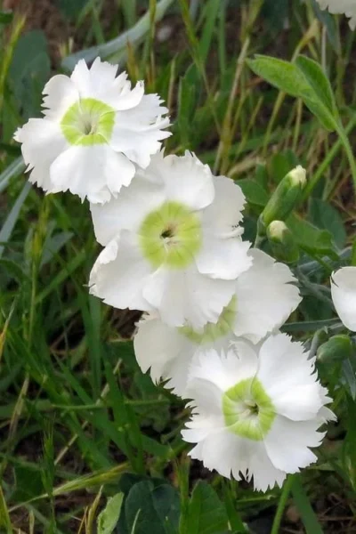 Charles Musgrave White Dianthus - 1 Gallon Pot 10 Charles Musgrave White Dianthus - 1 Gallon Pot -Chaste Tree World Dianthus Charles Margrave 2