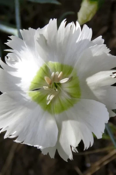 Charles Musgrave White Dianthus - 1 Gallon Pot 11 Charles Musgrave White Dianthus - 1 Gallon Pot -Chaste Tree World Dianthus Charles Margrave 3