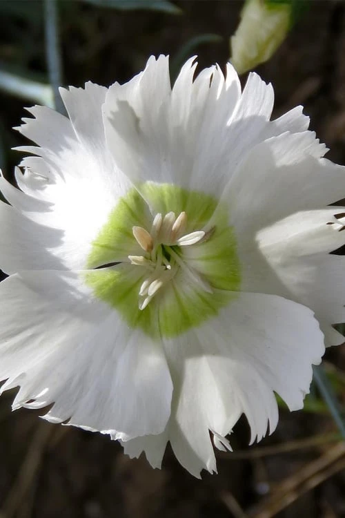 Charles Musgrave White Dianthus - 1 Gallon Pot 6 Charles Musgrave White Dianthus - 1 Gallon Pot - Image 6