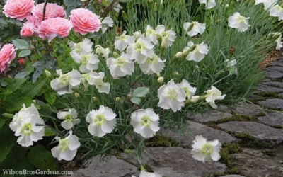 Charles Musgrave White Dianthus - 1 Gallon Pot 9 Charles Musgrave White Dianthus - 1 Gallon Pot -Chaste Tree World Dianthus Charles Margrave 5