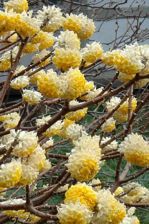 Edgeworthia Chrysantha - Paper Bush - 1 Gallon Pot 6 Edgeworthia Chrysantha - Paper Bush - 1 Gallon Pot - Image 6