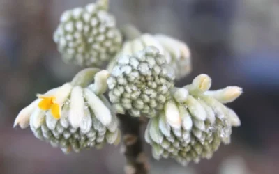 Edgeworthia Chrysantha - Paper Bush - 1 Gallon Pot 22 Edgeworthia Chrysantha - Paper Bush - 1 Gallon Pot -Chaste Tree World Edgeworthia Flower Buds 1