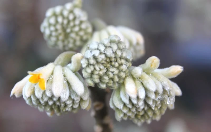 Edgeworthia Chrysantha - Paper Bush - 1 Gallon Pot 10 Edgeworthia Chrysantha - Paper Bush - 1 Gallon Pot - Image 10