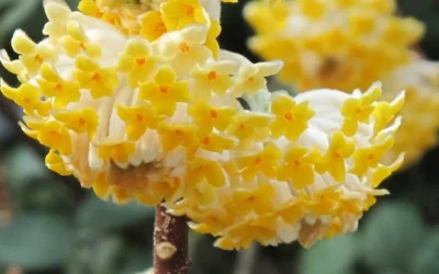 Winter Gold Edgeworthia Chrysantha - Paper Bush - 3 Gallon Pot 18 Winter Gold Edgeworthia Chrysantha - Paper Bush - 3 Gallon Pot -Chaste Tree World Edgeworthia Paper Bush