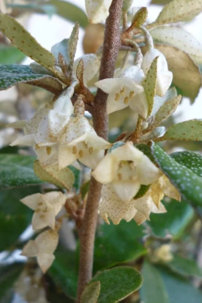 Glen St. Mary Silverberry (Elaeagnus Pungens) - 7 Gallon Pot -Chaste Tree World Elaeagnus Glen St Mary Flowers
