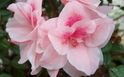Autumn Belle Encore Azalea - 1 Gallon Pot -Chaste Tree World Encore Azalea Autumn Belle 2