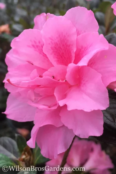 Autumn Carnation Encore Azalea - 2 Gallon Pot