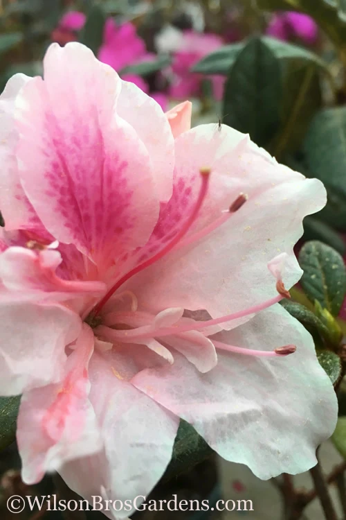 Autumn Chiffon Encore Azalea - 3 Gallon Pot 1 Autumn Chiffon Encore Azalea - 3 Gallon Pot
