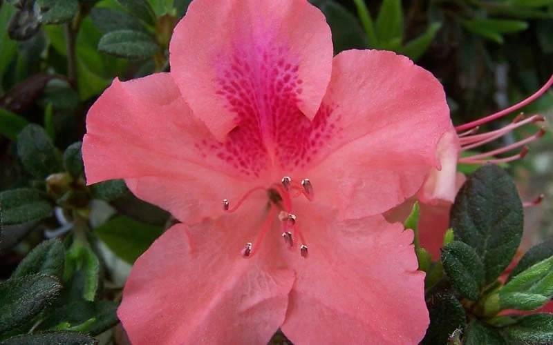 Autumn Coral Encore Azalea - 1 Gallon Pot 4 Autumn Coral Encore Azalea - 1 Gallon Pot - Image 4