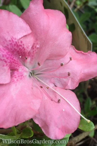 Autumn Debutante Encore Azalea - 6 Pack Of 1 Gallon Pots