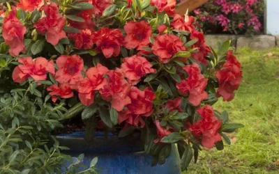 Autumn Embers Encore Azalea - 3 Gallon Pot -Chaste Tree World Encore Azalea Autumn Embers 3 50 1
