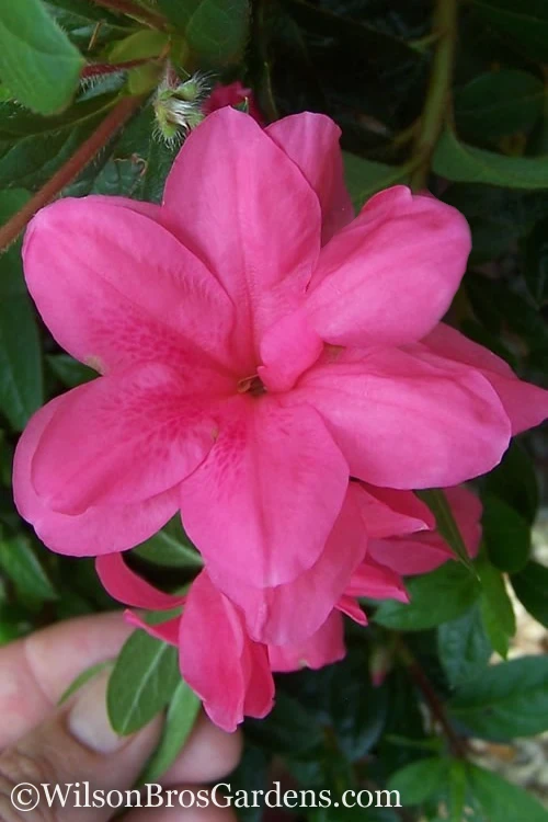 Autumn Empress Encore Azalea - 3 Gallon Pot 1 Autumn Empress Encore Azalea - 3 Gallon Pot